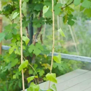 Vedd meg most bambusznád hajlított natúr H60cm Ø8-10mm szett 3 db-os