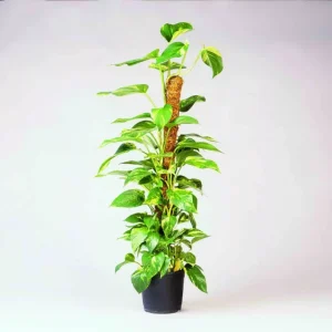 Vedd meg online kókuszkaró d 38 mm, 90 cm